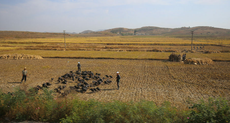 North Korean agricultural imports hit record high in January: data