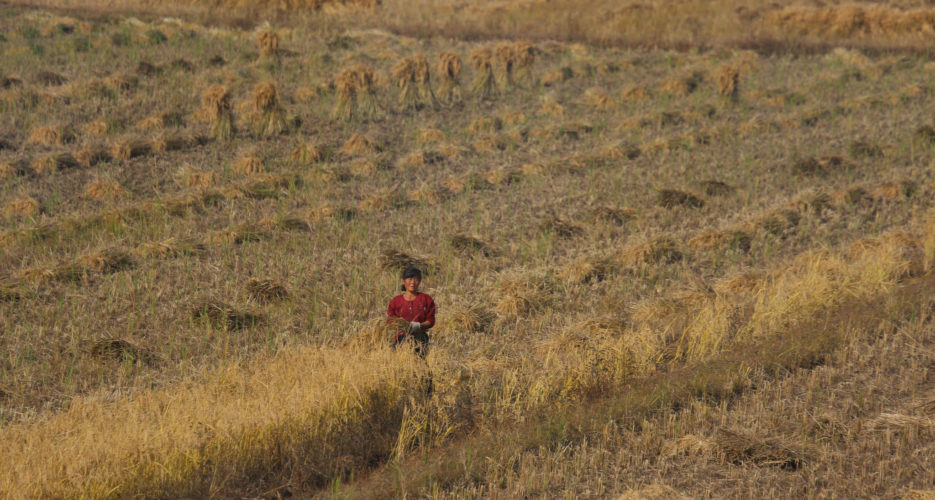 North Korean imports of Chinese fertilizer soared in 2018: data