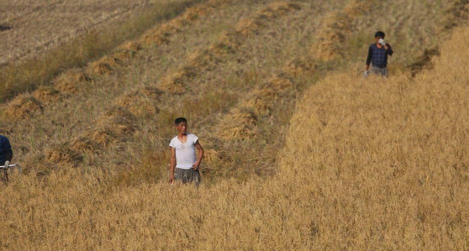 North Korea’s cereal imports fell to zero in February: ITC