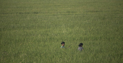 North Korean cereal imports plummeted in first quarter of 2019: data