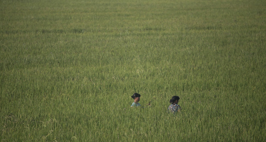 North Korean cereal imports plummeted in first quarter of 2019: data