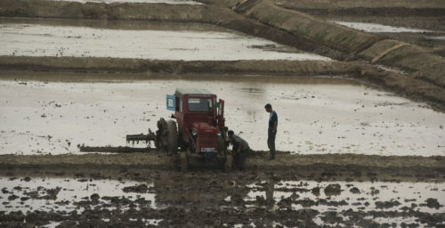 Chinese grain exports to North Korea drop again in November: data