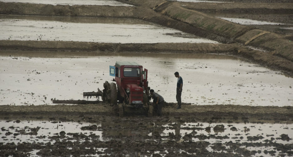 Chinese grain exports to North Korea drop again in November: data