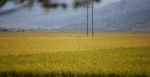 Russian flour to North Korea dropped in February, rose sharply in March: data