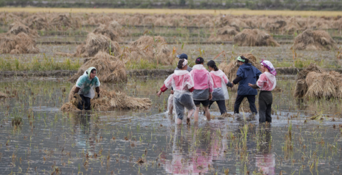 North Korean rice imports nearly double amid reports of food insecurity