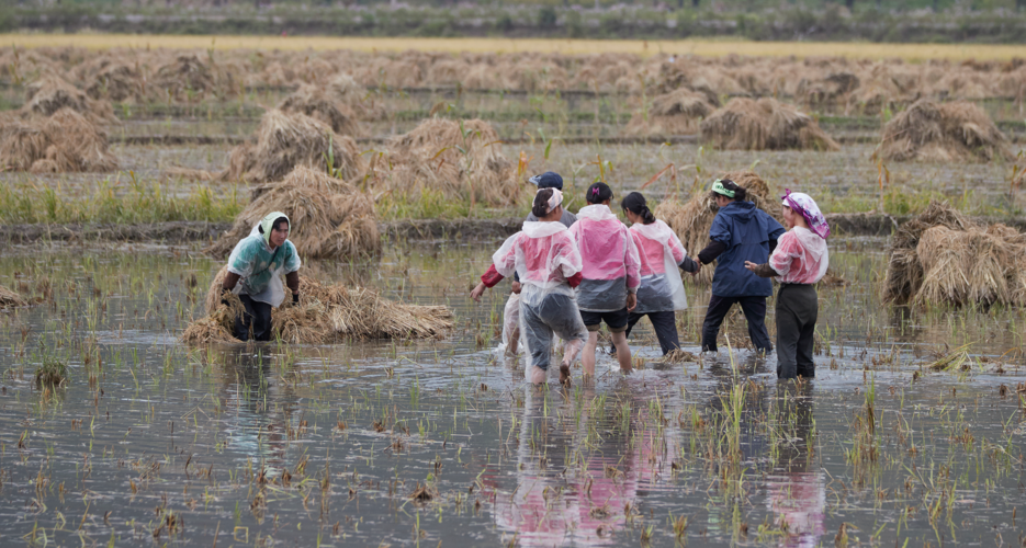 North Korean rice imports nearly double amid reports of food insecurity