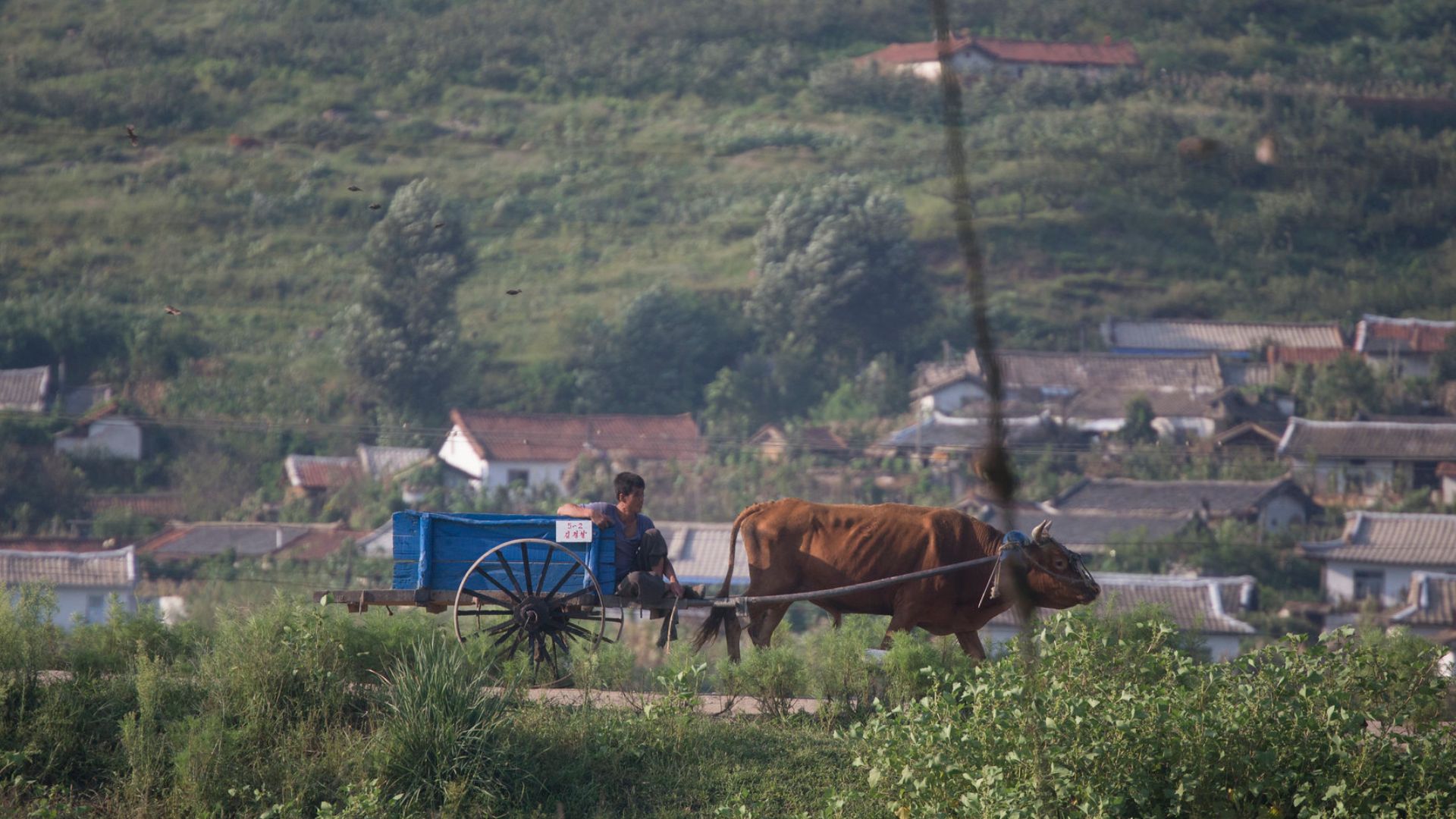 Key fertilizer chemical tops North Korean imports in May, grain shipments rise