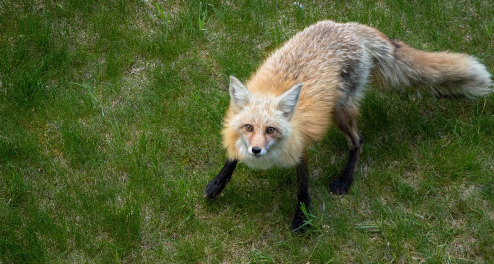 How unsustainable wildlife trade threatens North Korea’s biodiversity