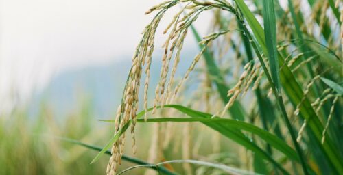 President Yoon Suk-yeol likely to veto grain bill on Tuesday