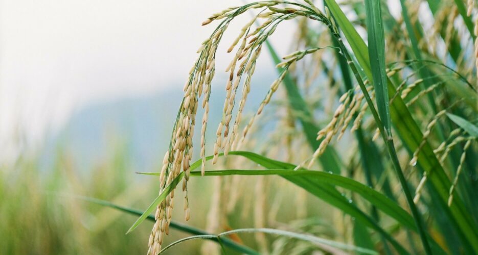 President Yoon Suk-yeol likely to veto grain bill on Tuesday