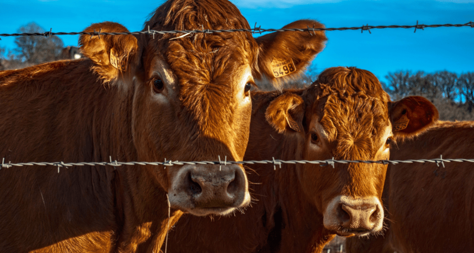 First foot-and-mouth disease cases in South Korea since 2019 confirmed