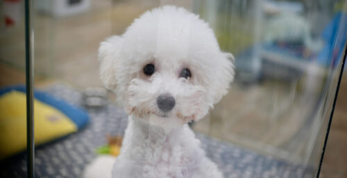 Seoul’s glitzy pet stores peddle puppies as shelters overflow with unwanted dogs