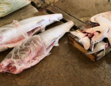 In South Korea, shark meat is tradition — but the oceans can’t keep up