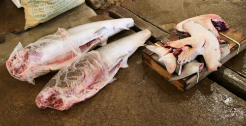 In South Korea, shark meat is tradition — but the oceans can’t keep up