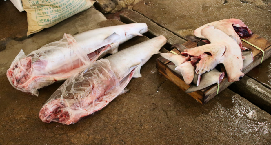 In South Korea, shark meat is tradition — but the oceans can’t keep up